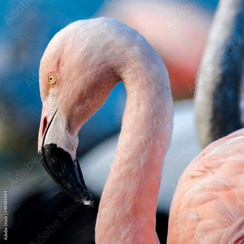 Pink flamingo on the lake photo