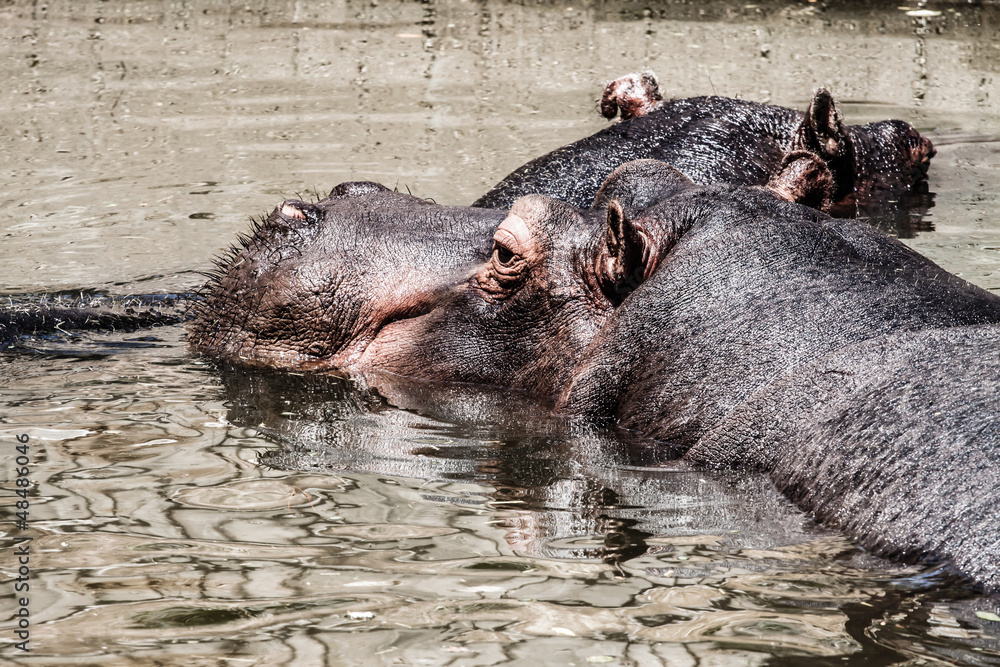 The hippopotamus (Hippopotamus amphibius), The hippopotamus (Hippopotamus amphibius),