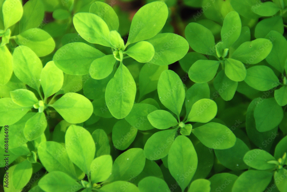 Planta,hojas,hoja,verde,fondo,natural,ramas,crecer,telón de fondo