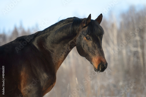 Bay horse portrait in winter