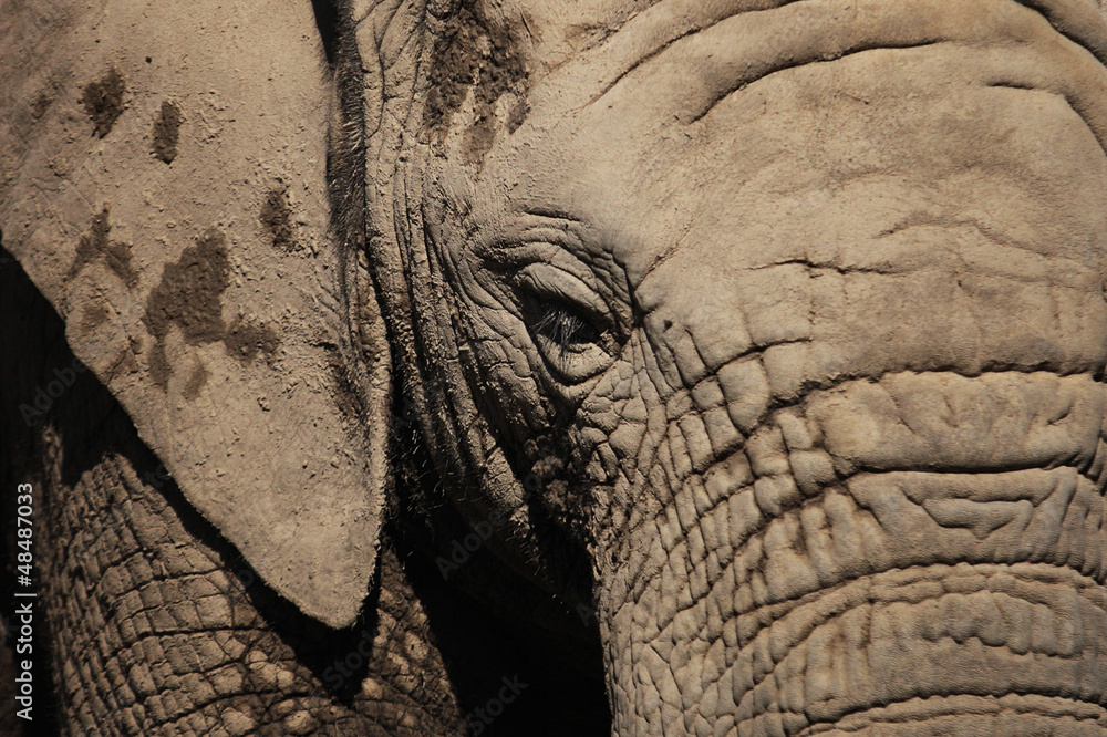 Fototapeta premium african elephant eye, animal portrait