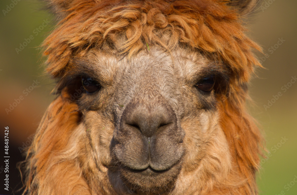Alpaca face of female