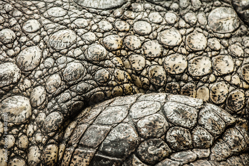 Closeup of an adult male caiman