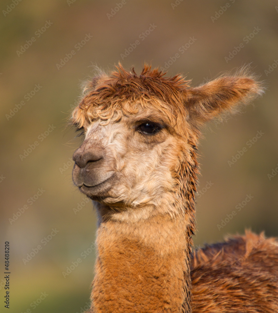 Brown female Alpaca in profile