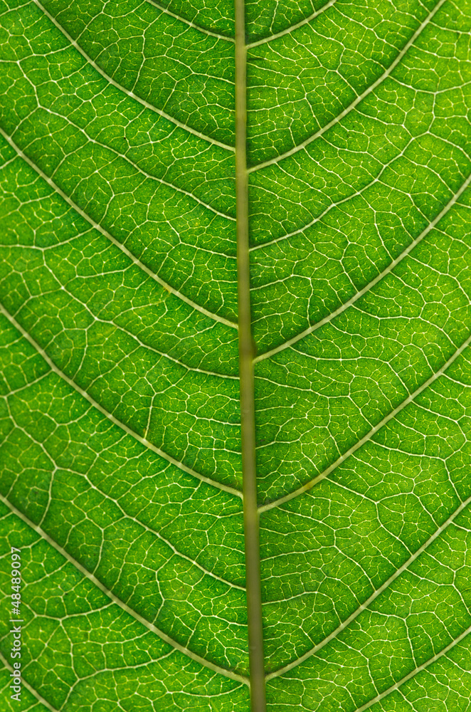leaf leaf