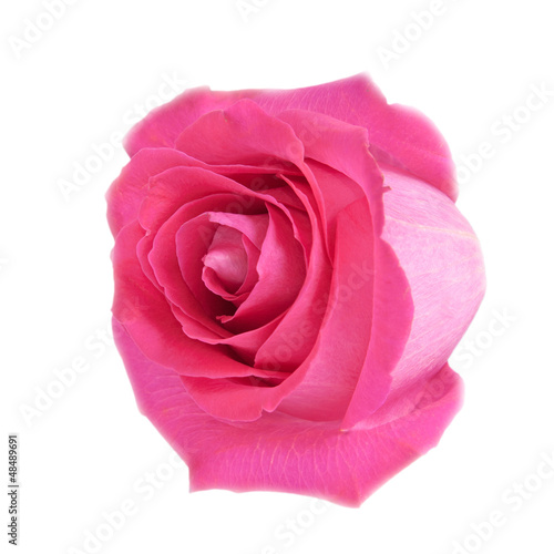 Head of pink rose isolated on white