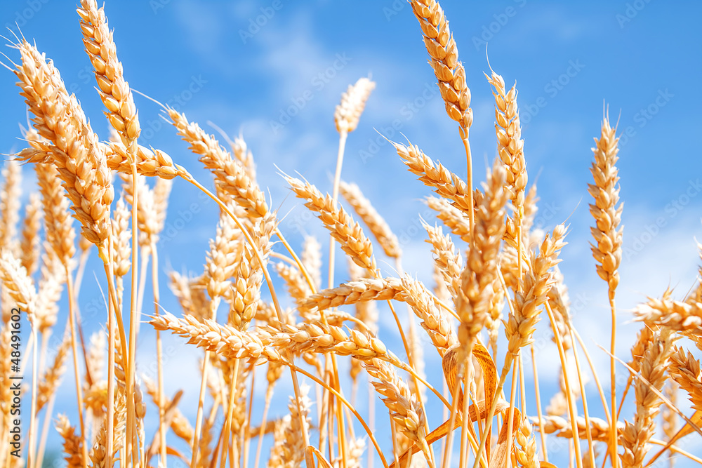 Fototapeta premium Gold wheat field and blue sky
