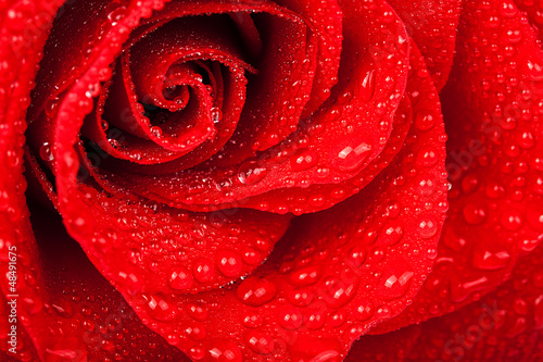 Fototapeta Naklejka Na Ścianę i Meble -  Red rose with water drop.  Soft focus