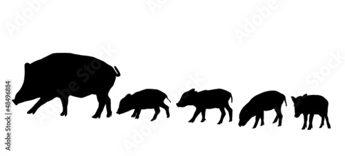 Wildschweinrotte
