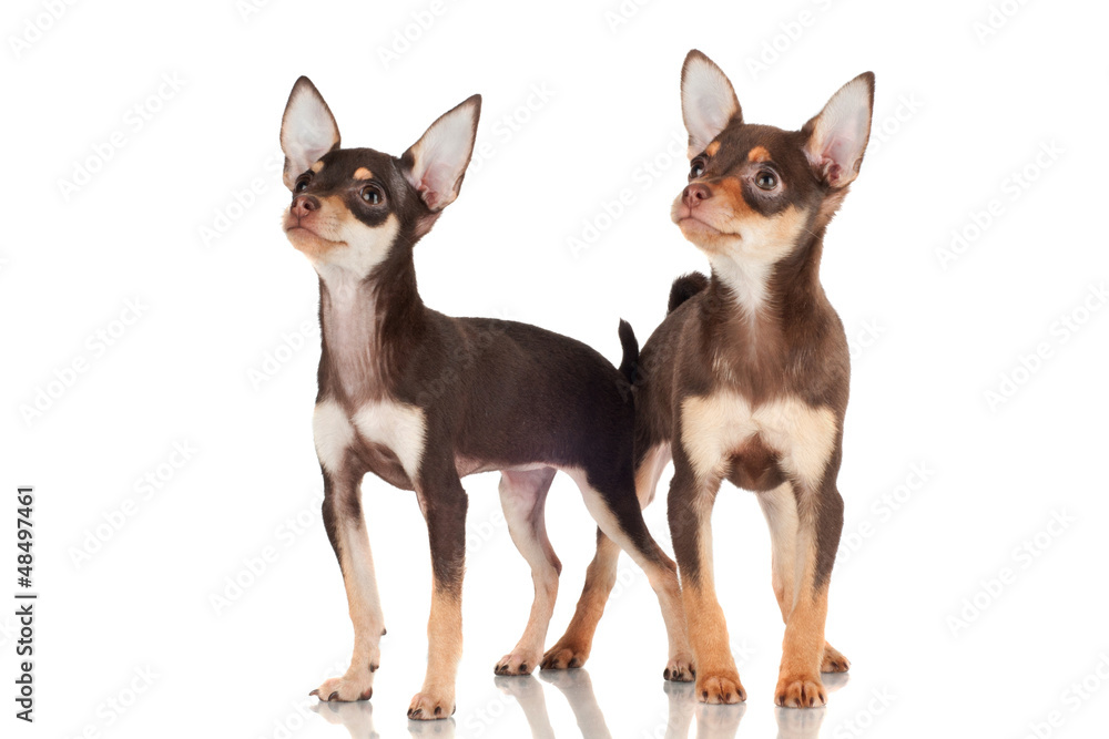 two adorable puppies standing close two adorable puppies standing close