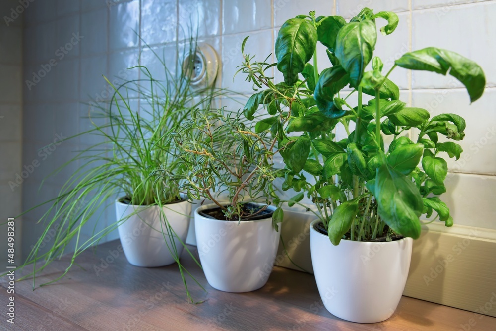 beautiful green plant