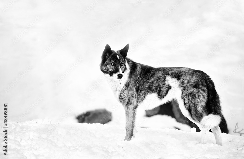 black and white wolf