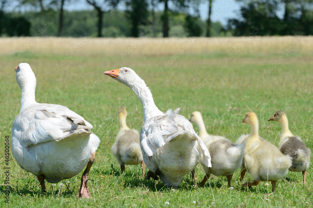 Gänse Gänse