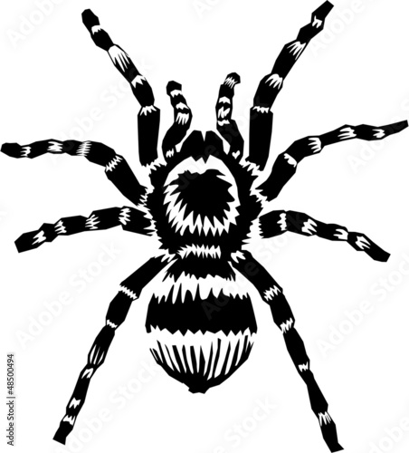 Tarantula spider