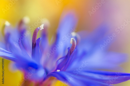 abstract flower closeup with soft focus