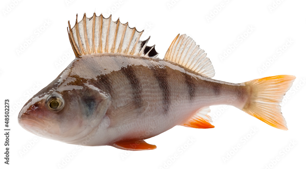 perch perch