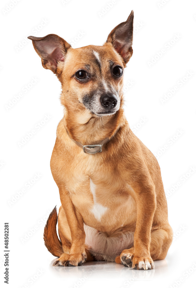 toy terrier toy terrier