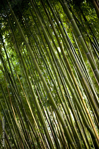 Bambou, Asie, forêt, bois, jardin, parc, vert, nature