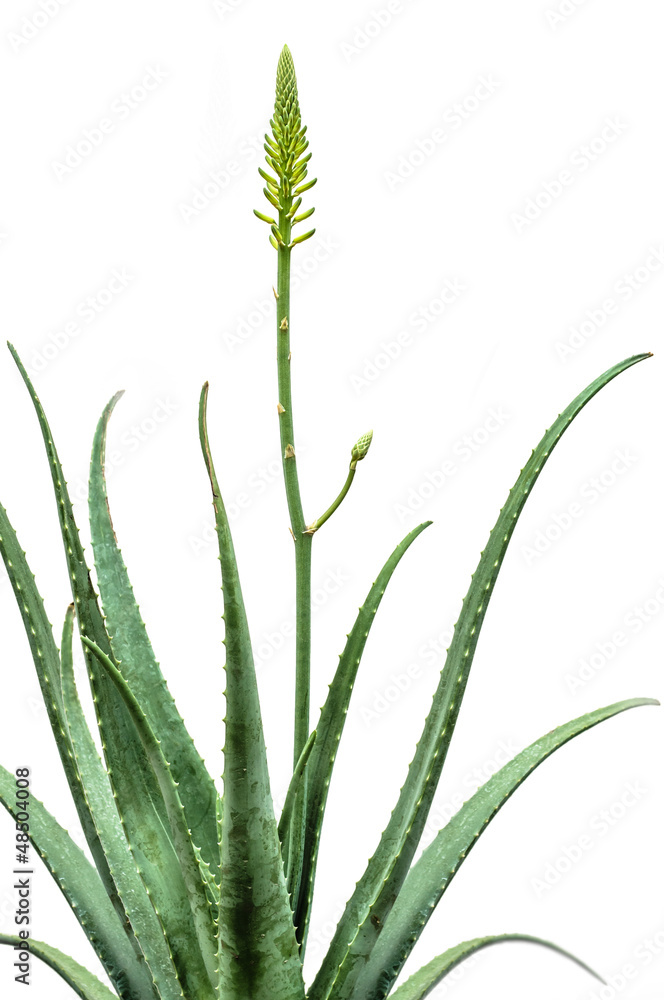 Obraz premium Blooming Aloe Vera isolated