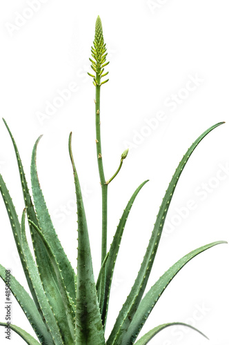 Blooming Aloe Vera isolated