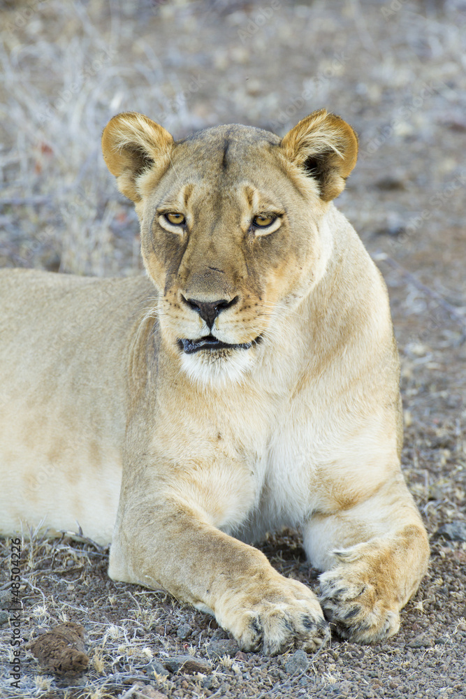 Female Lion (Panthera leo) Botswana Female Lion (Panthera leo) Botswana