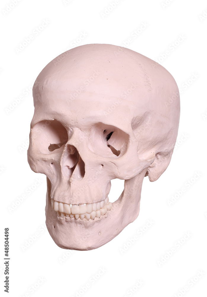 Obraz premium cranium