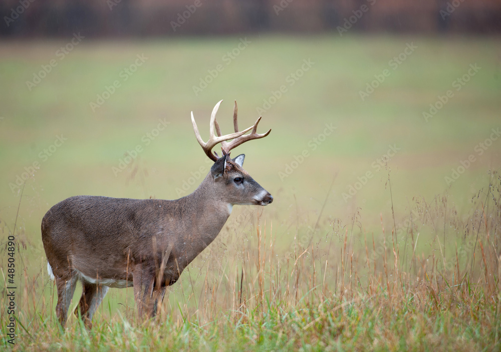 White-tailed deer buck