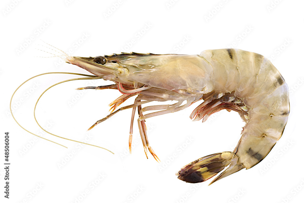 Fototapeta premium Grosse crevette ou Gambas
