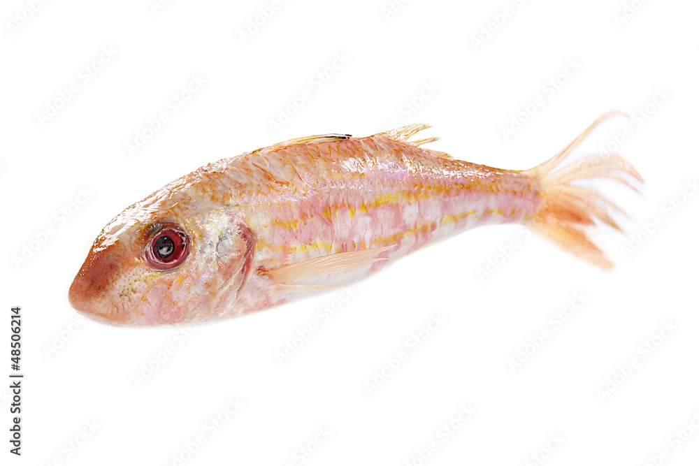 Rouget - Poisson de roche