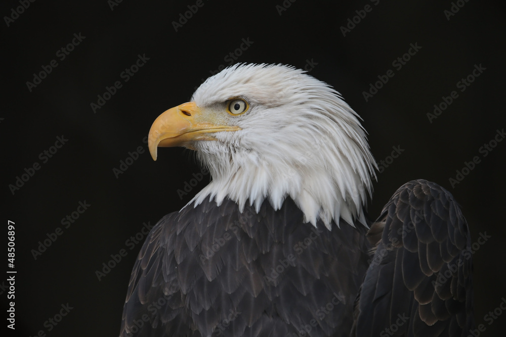 Eagle With a Broken Wing Eagle With a Broken Wing