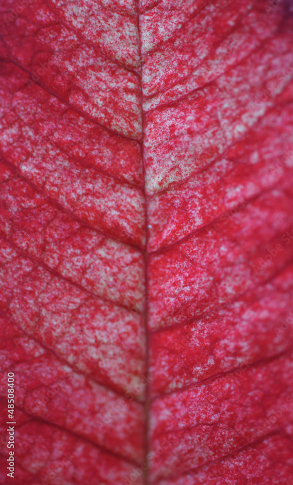 Fototapeta premium Blatt vom Weihnachtsstern