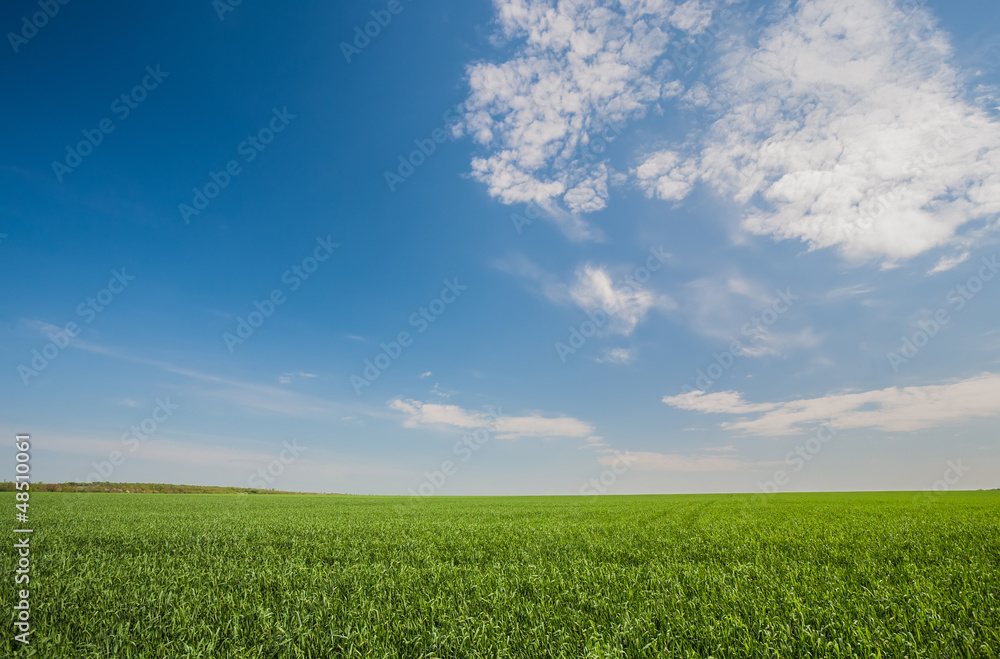 Green wheat field Green wheat field