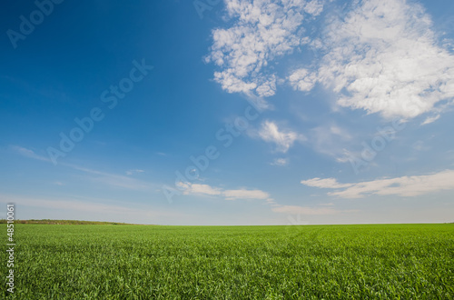 Green wheat field