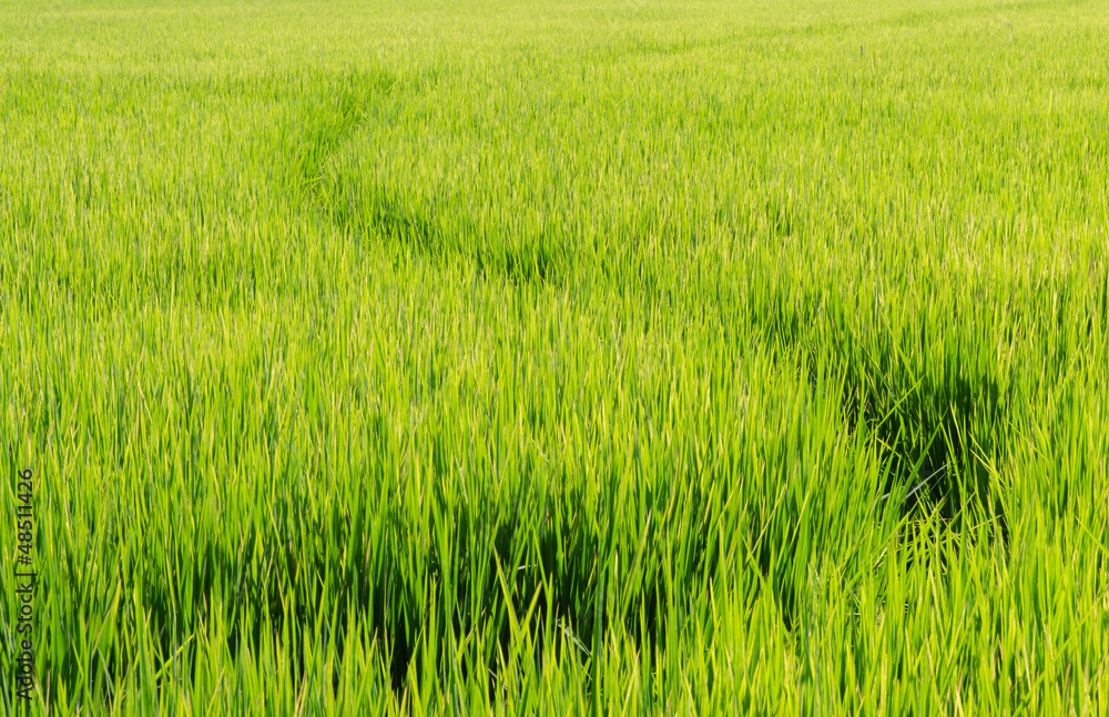 Rice fields and small channel