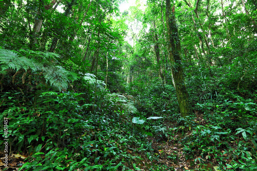 rainforest © leungchopan