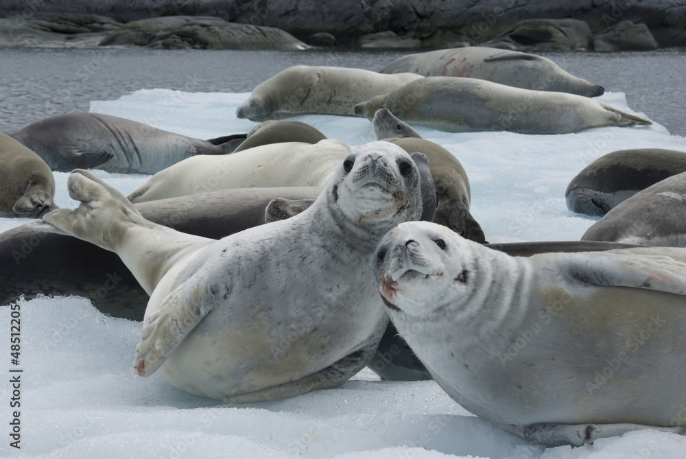 Obraz premium Herd crabeater seals on the ice.