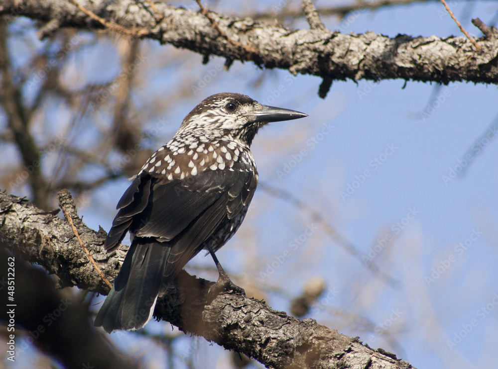 Nutcracker sitting on a branch of larch. Nutcracker sitting on a branch of larch.