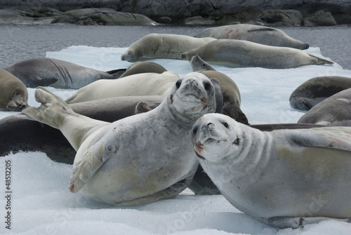 Herd crabeater seals on the ice.