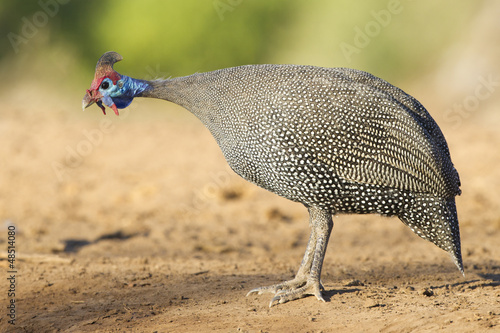 Helmeted Guineafowl (Numida meleagris) Botswana