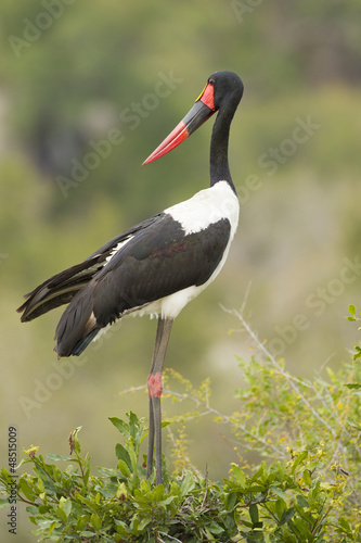Female Saddle Billed Stork preening, South Africa