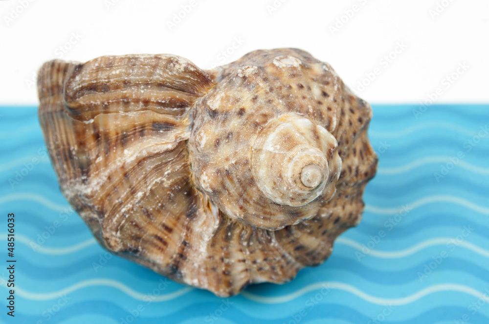 sea shell sea shell