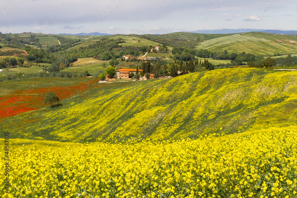 Tuscany landscape with blooming rapeseed near Siena, Italy