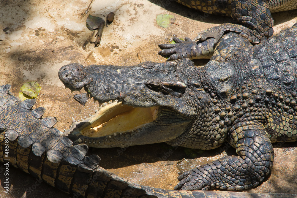 Obraz premium Crocodile