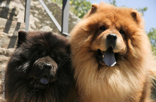 Chow chow dogs