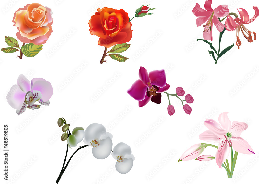 seven isolated color flowers illustration