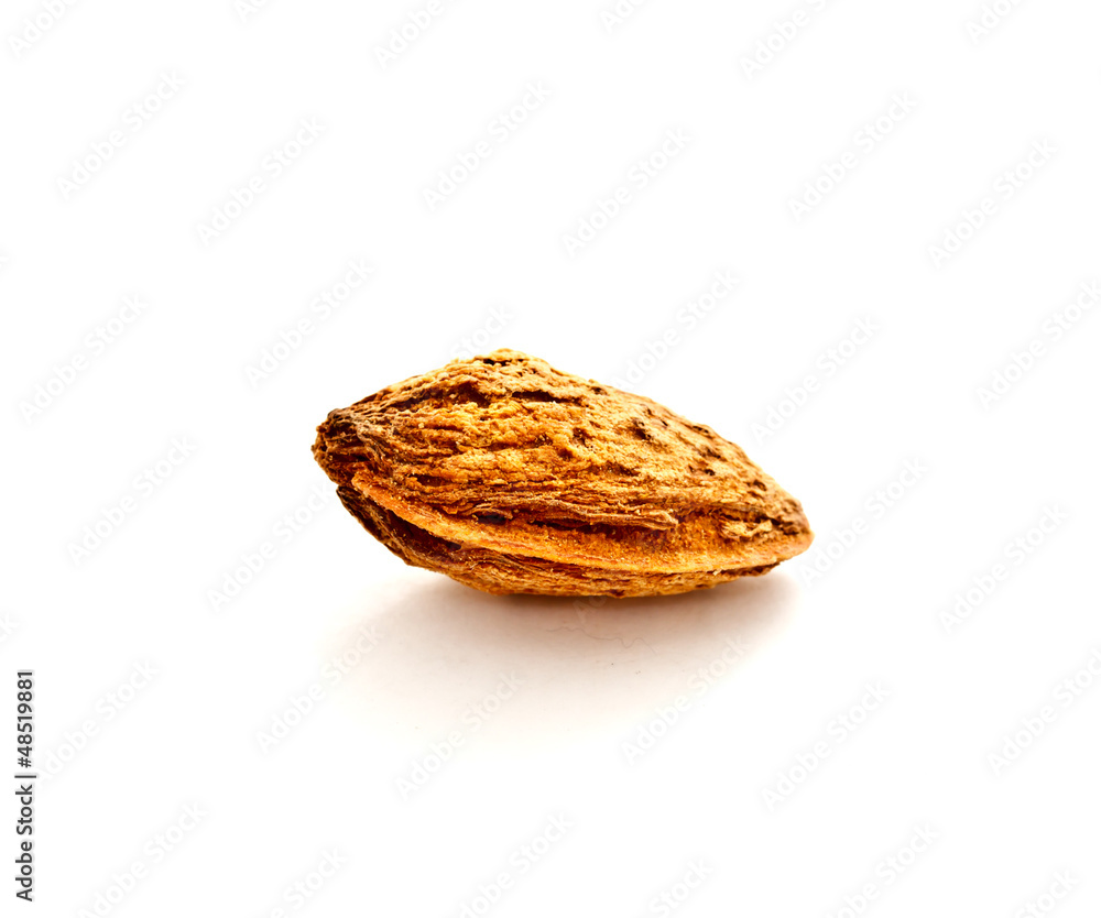 almond nut with shell almond nut with shell