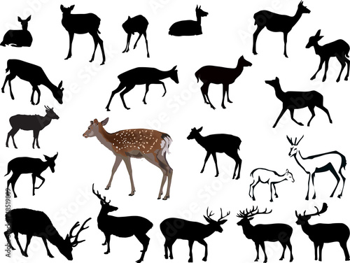 twenty one deers illustration