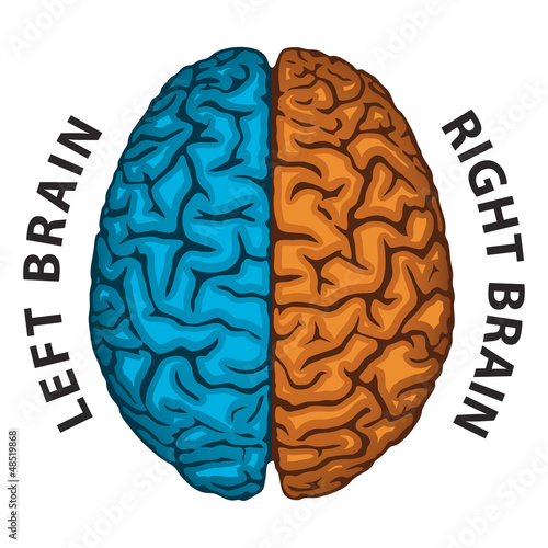 Left Brain, Right Brain. Human brain hemispheres.