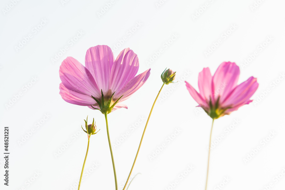 daisy daisy