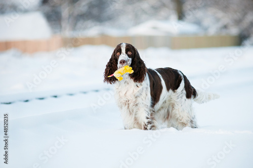 Obraz na płótnie springer spaniel dog portrait